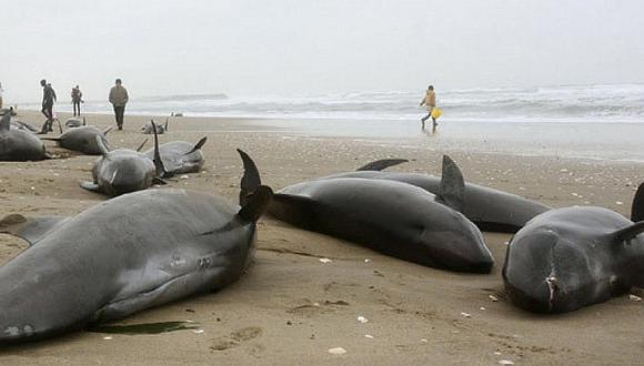 Indonesia: 30 ballenas quedaron varadas en una playa, 8 murieron