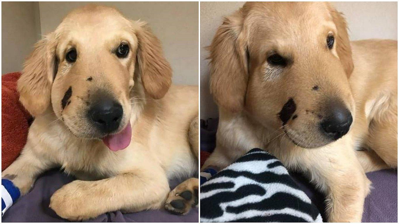 Perrito se enfrenta a serpiente y salva a su dueña de ser mordida (FOTO)