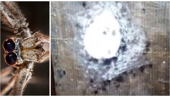 Facebook: hallan nido de arañas gigantes pero lo que vieron después los dejó en shock (VIDEO)