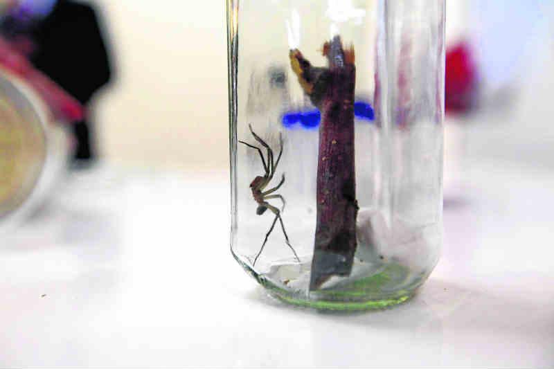 Casos de picadura de araña en Junín aumenta en un 30%