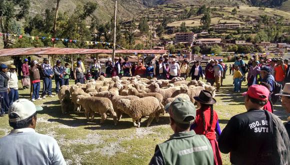 Cusco: Gobierno regional entregó ovinos a damnificados del sismo 
