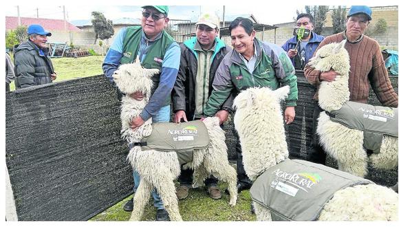 Entregan chalecos térmicos para proteger a medio millar de alpacas en Junín