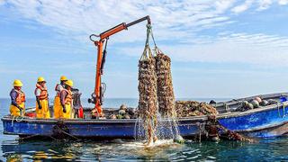 Piura: Más de US$ 40 millones perderá la Bahía de Sechura por mortandad de conchas de abanico