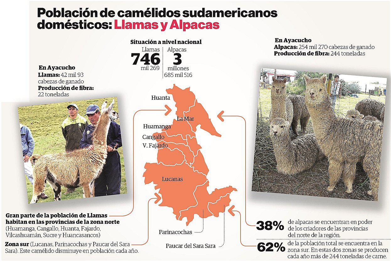 Problemas y necesidades de criadores de camélidos