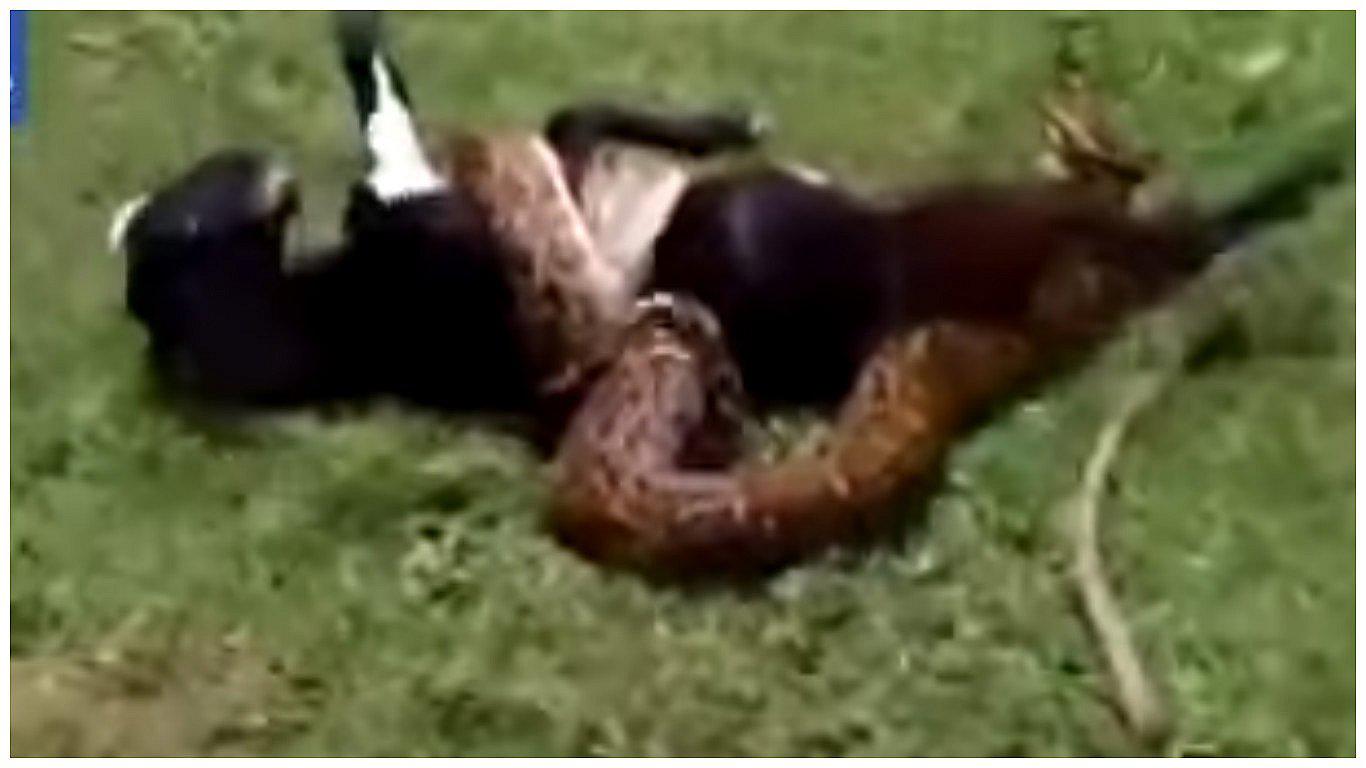YouTube: Cabra lucha a muerte con serpiente hasta que reptil es vencido(VIDEO)