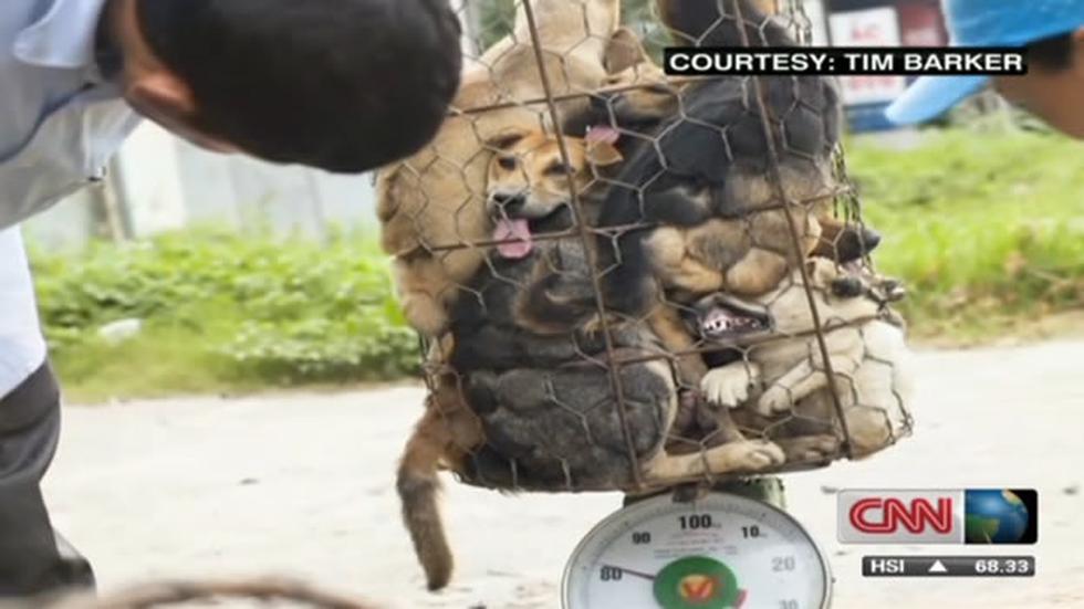 Terrible contrabando de perros en Tailandia y Vietnam para restaurants