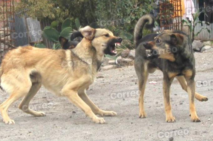 ¿Qué hacer si le muerde un perro con rabia? Esta nota se lo explica