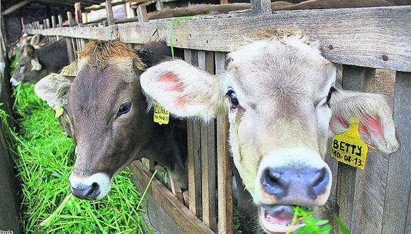 Junín en crisis por sequía, vacas producen menos leche por falta de pasto 
