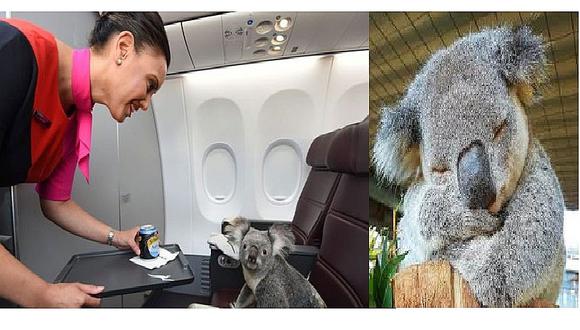 Koala viaja a Escocia en un avión junto al resto de pasajeros (FOTOS)