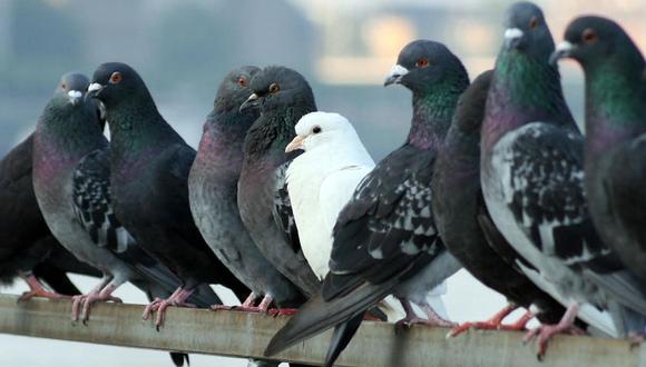 Niños y adultos mayores principales víctimas de enfermedades a causa de palomas