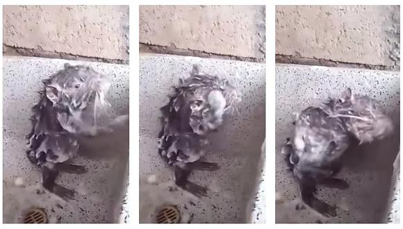 Revelan triste verdad sobre viral de la rata bañándose (VIDEO)