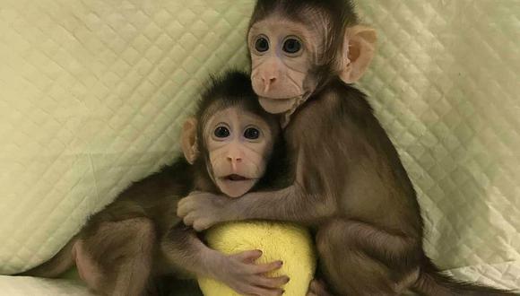 China clona por primera vez a dos primates con el método de la oveja Dolly (FOTOS)