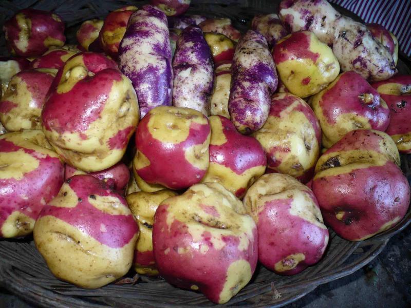 "Papas nativas huancavelicanas" es la marca de papas nativas 