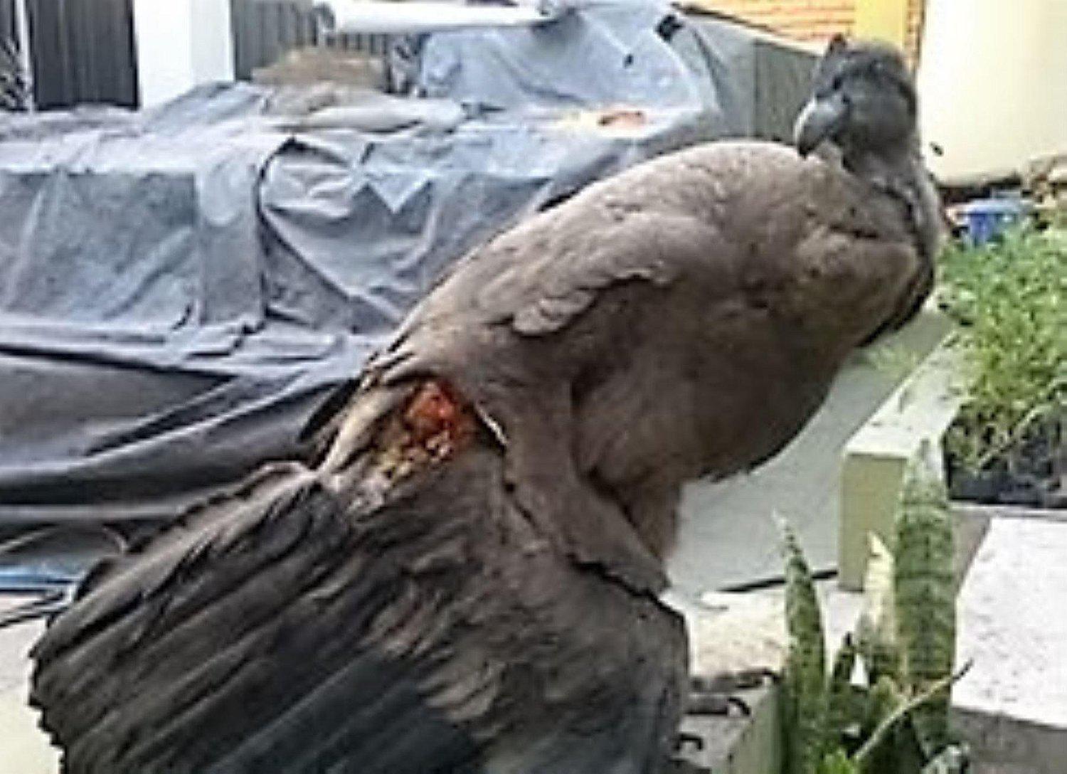 Arequipa: Trasladarán a cóndor con fracturas en el ala a zoológico de Lima