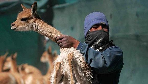 Moquegua: Capturan a cazador de vicuñas tras enfrentamiento