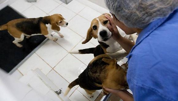 Activistas rescatan 178 perros de laboratorio farmacéutico