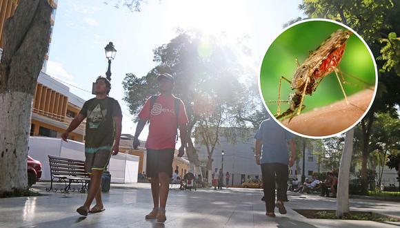  Proliferación de insectos por el calor aumenta riesgo de picaduras en Lima