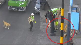Policía ayuda a cruzar la pista a perritos callejeros y los alimenta (VIDEO)