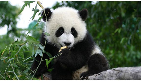 ¿Por qué ​China lamenta que los pandas ya no sean una especie en peligro?