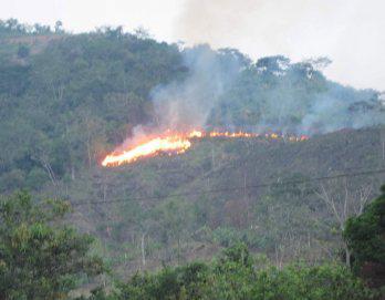 Abancay: Incendios forestales arrasan 160 hectáreas de bosques