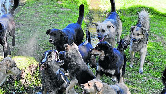 Detectan caso 23 de rabia canina en Alto Selva Alegre
