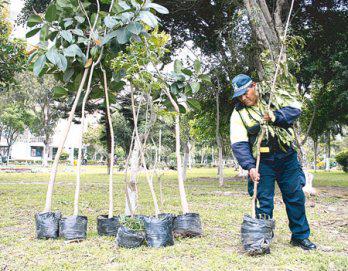 La idea de arborizar Chiclayo ya está en marcha