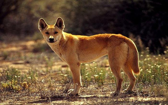 Cráneo del dingo domina en el cruce con otros perros, según estudio
