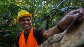 Osinfor lanza aplicativo móvil para identificar especies forestales en los bosques