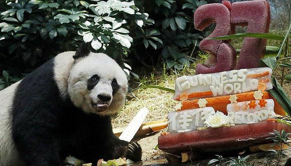 Murió Jia Jia, el oso panda más viejo del mundo