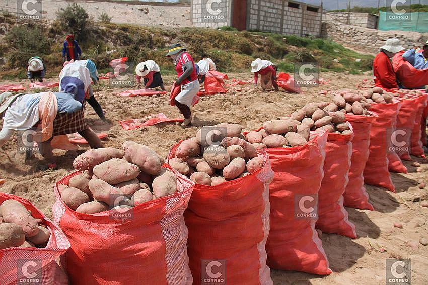 Garantizan productos de primera necesidad en Arequipa