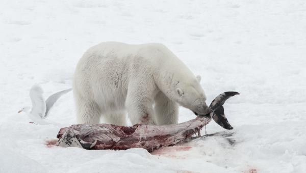 Osos polares se alimentan de delfines como consecuencia del cambio climático