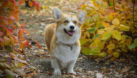 Perros: ¿por qué tu mascota se alegra al verte? (Foto: Pixabay)