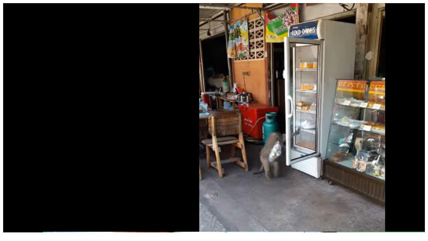 Mira lo que hace un mono en una tienda de leche 