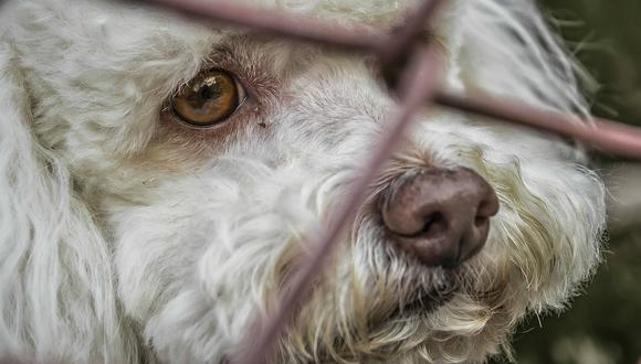 Argentina: personas que adopten perros callejeros pagarán menos impuesto