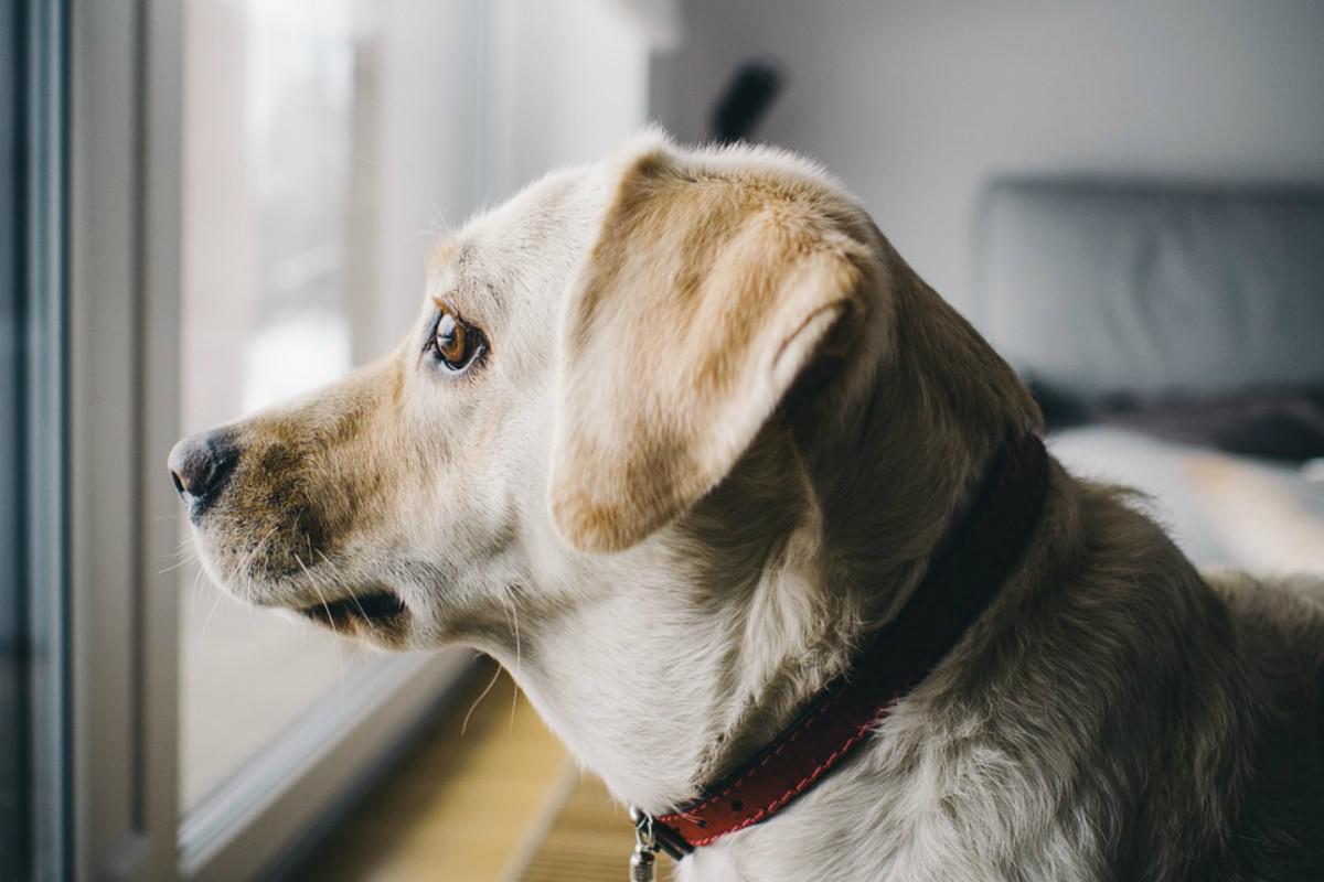 De momento el servicio permite crear listas de reproducción para cinco tipos de animales: perro, gato, hámster, pájaro e iguana. (Foto: Referencial/Pixabay)