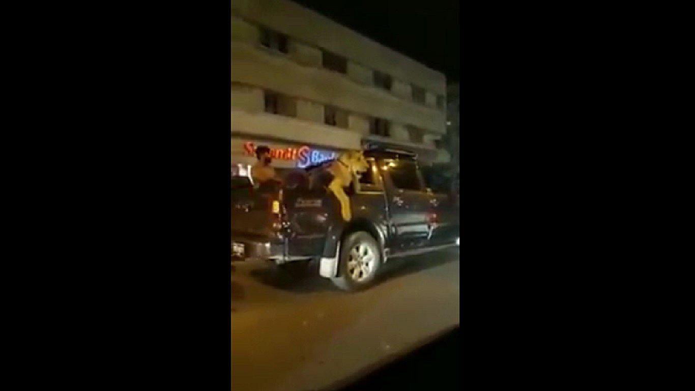 Pakistán: Sujeto paseó a león en la parte trasera de su auto (Video)
