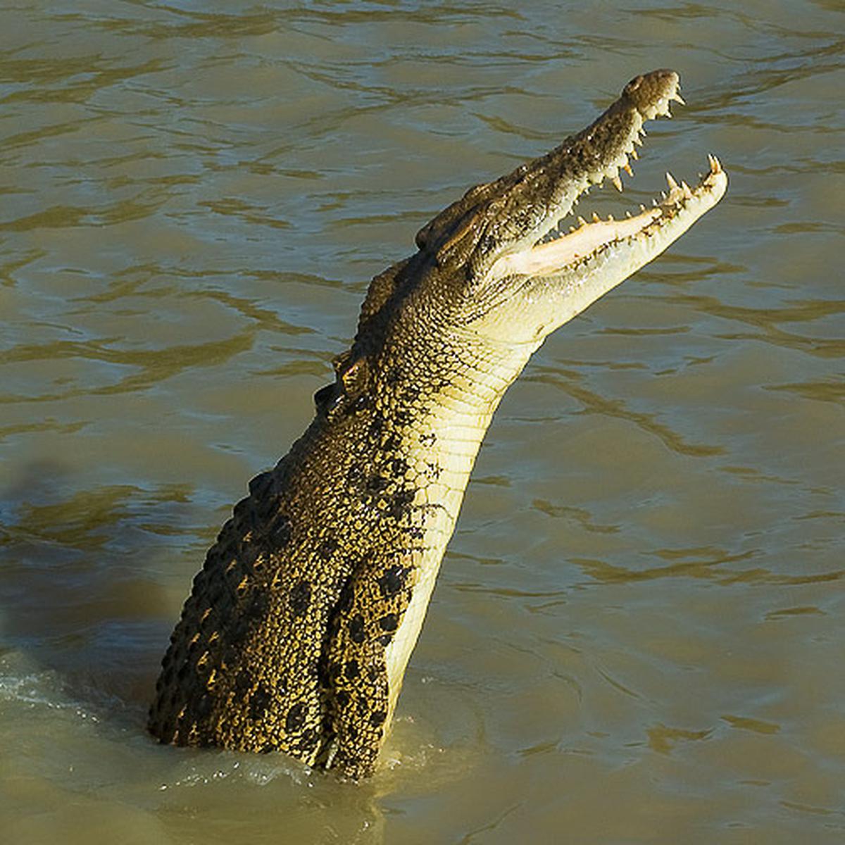 Video viral | Pareja de turistas nadaba en un cenote de Tulum hasta que  vieron a un enorme cocodrilo | virales | MX | México | TikTok | trends |  USA | México | nnda nnrt | MISCELANEA | CORREO