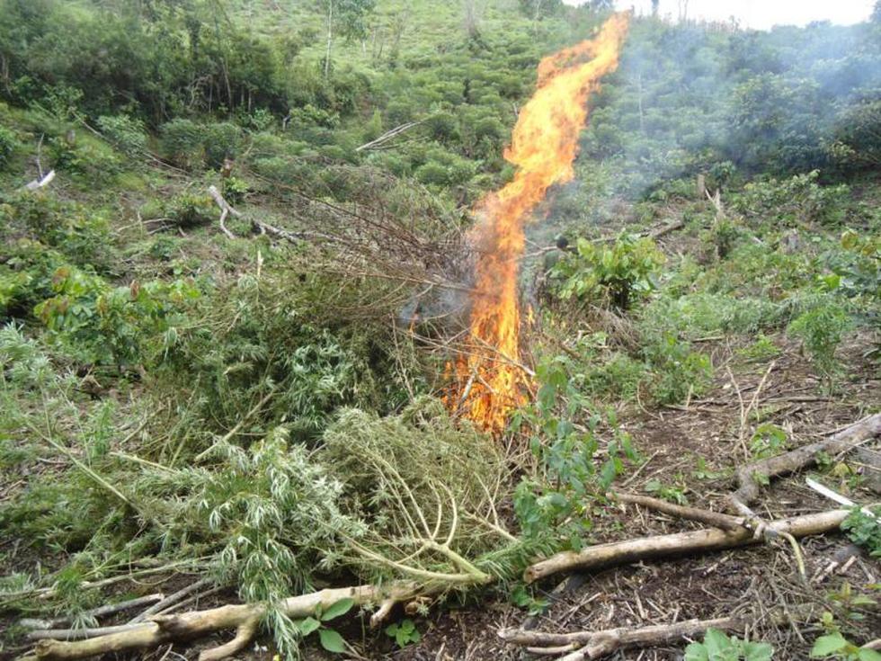 FOTOS: Erradican 180 mil plantones de Marihuana en Chinchao