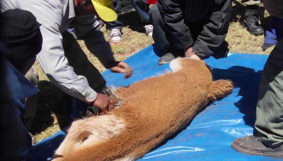 Chaccu de vicuñas genera hasta la fecha unos 2 mil 400 kilos de fibra