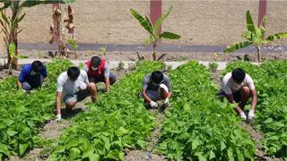 Residentes con discapacidad intelectual cosechan sus alimentos durante estado de emergencia 