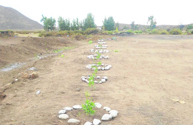 Arequipa: Pocsi comenzó plan de arborización del distrito con primeros 500 plantones