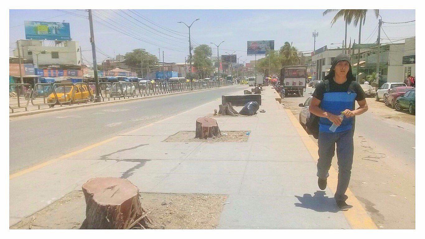 Talan más de 100 algarrobos para remodelar la avenida Sánchez Cerro (VIDEO)