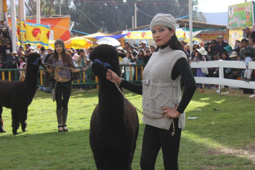 Alpacas reemplazan a "galanes" en desfile de modas (FOTOS)
