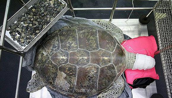 Tailandia: murió la tortuga a la que extrajeron 915 monedas del estómago