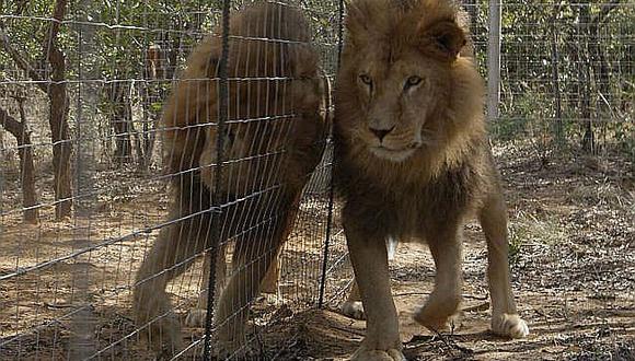 Chile: Abaten a leones en zoológico para salvar a joven que ingresó a la  jaula | MUNDO | CORREO