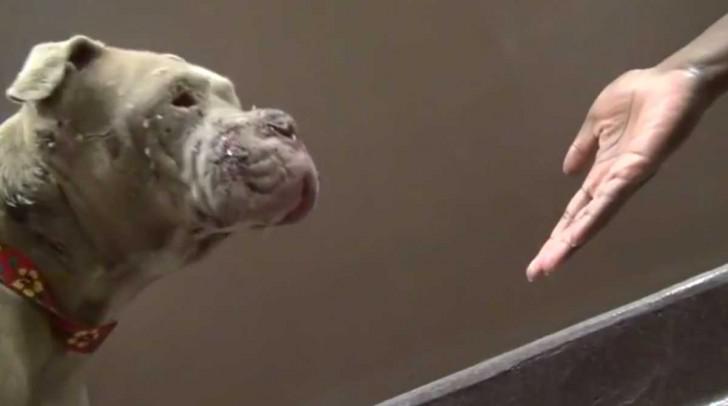 Cadence, la perrita pitbull usada como carnada de perros de pelea (Video)
