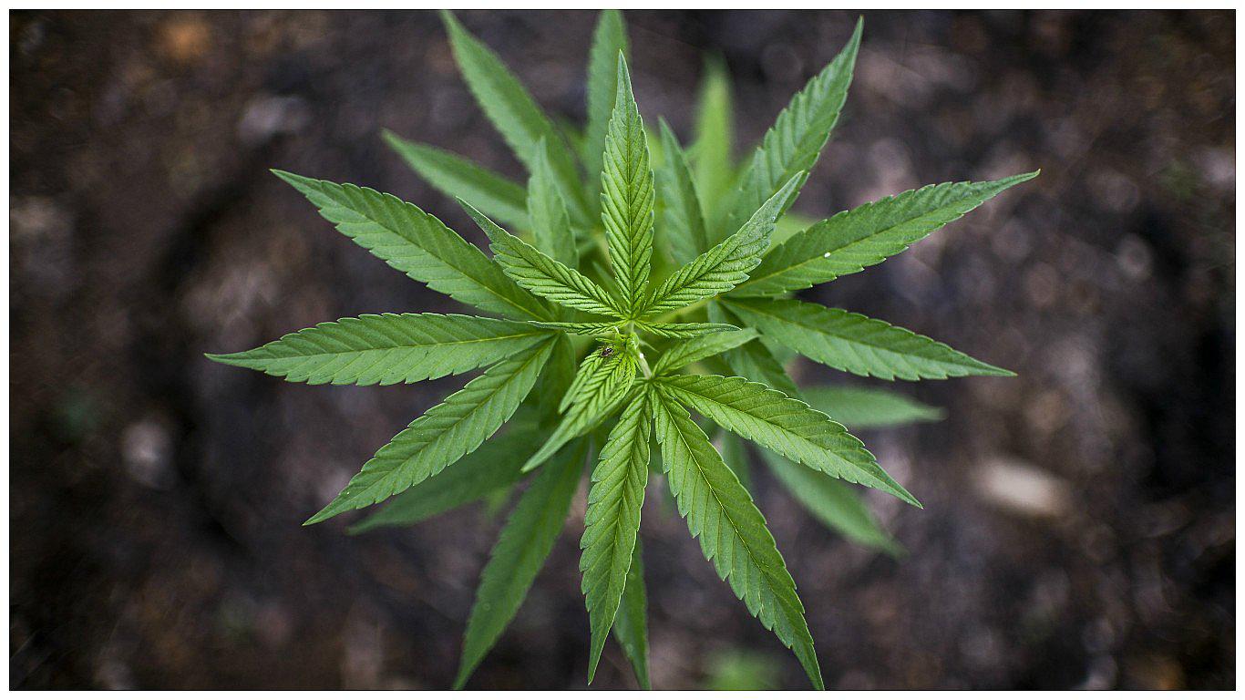 Marihuana: Ventas anuales de cannabis legal en Colorado ya superan los mil millones