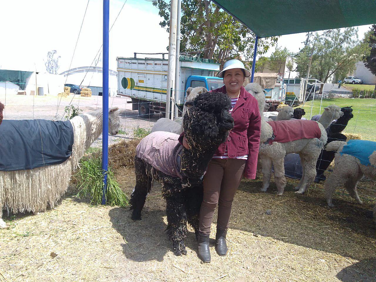 ​Alpaca Fiesta: Cayllominos apuestan por mejoramiento genético de alpacas
