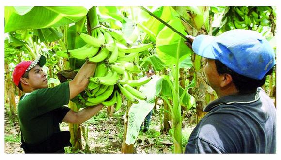 Tumbes: Productores de banano afectados por el contrabando
