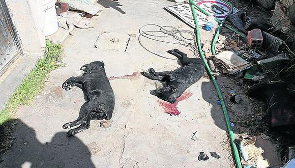 Arequipa: Ladrones envenenaron a cuatro perros para entrar a casa 